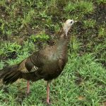 Turkey Trail RV Park