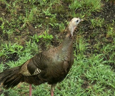 Turkey Trail RV Park
