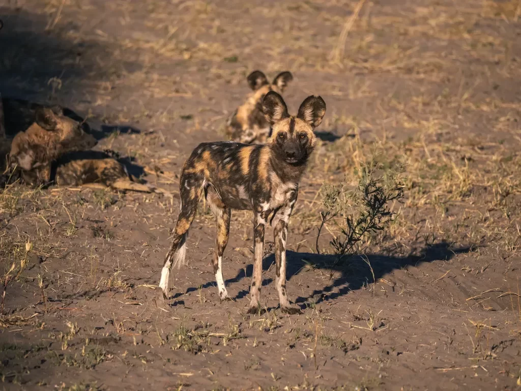 Ultimate Guide to Private Game Drives and Safaris in Botswana: A Unique Wildlife Experience