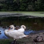 Millers Pond County Park
