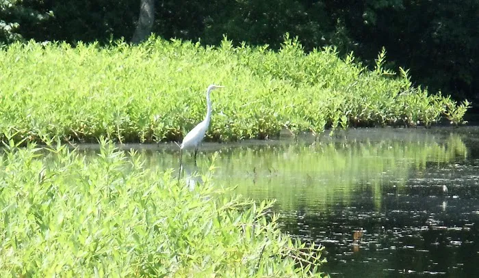 Hunts Pond Picture 10