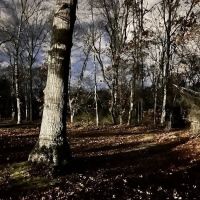 Hidden Pond Park ico
