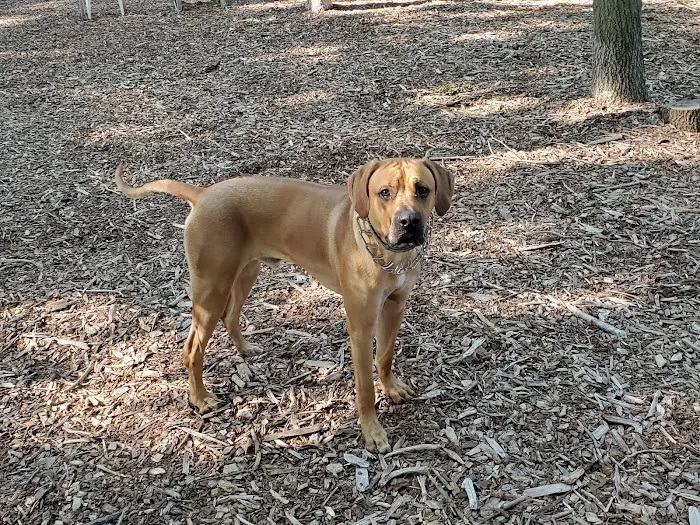 Smithtown Nesconset Dog Park Picture 3