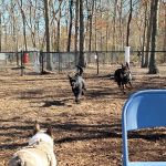 Smithtown Nesconset Dog Park