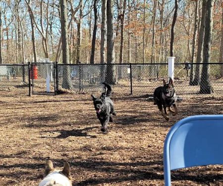 Smithtown Nesconset Dog Park