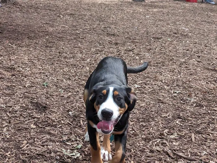 Smithtown Nesconset Dog Park Picture 4