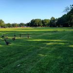 Roberto Clemente PARK