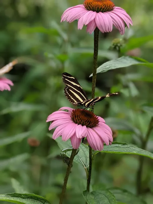 Sweetbriar Nature Center 9