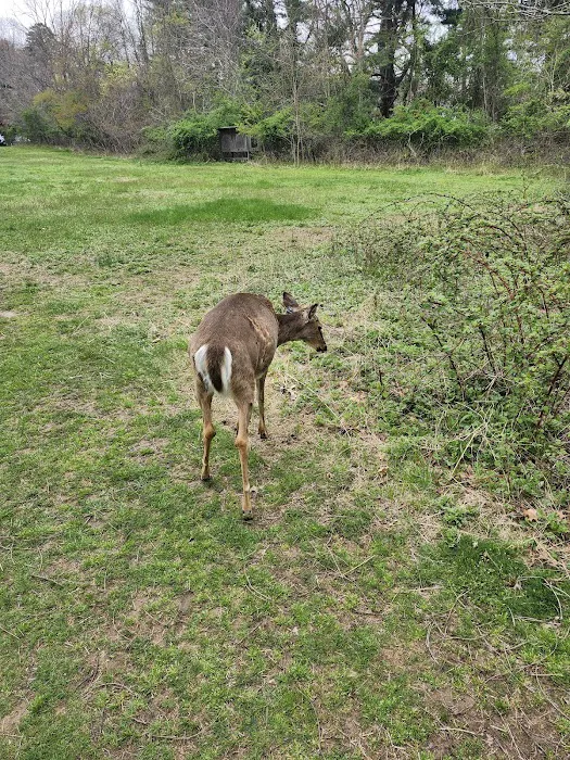 Sweetbriar Park Picture 8