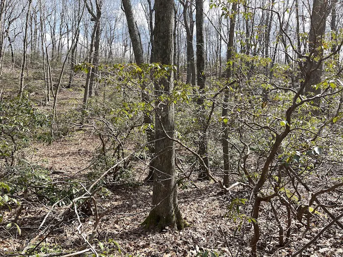 Butler-Huntington Woods Picture 1