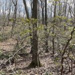 Butler-Huntington Woods