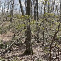 Butler-Huntington Woods ico
