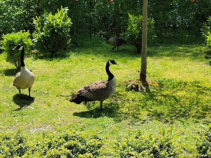Brookwood Hall Park Picture 7