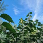 Jamerson's Woods