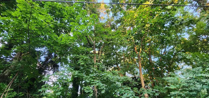 Jamerson's Woods Picture 5