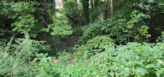 Jamerson's Woods Picture 4