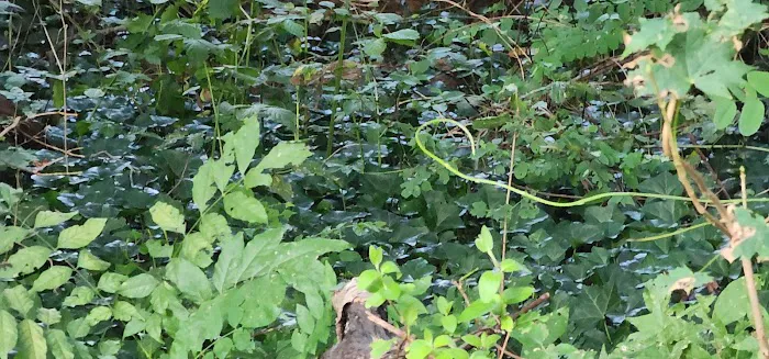Jamerson's Woods Picture 7