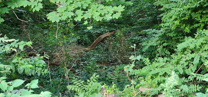 Jamerson's Woods Picture 10