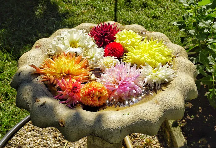 William Wolkoff Dahlia Garden Picture 1
