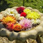 William Wolkoff Dahlia Garden