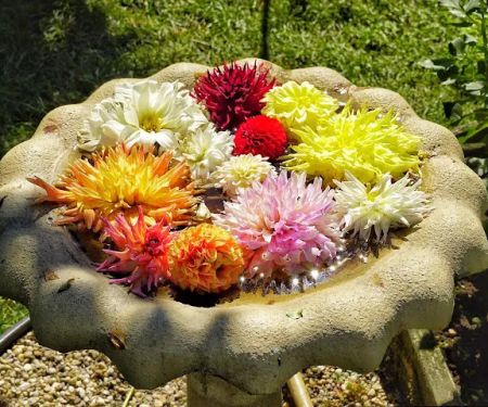 William Wolkoff Dahlia Garden