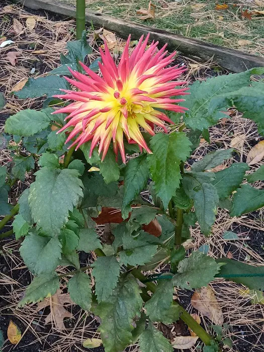 William Wolkoff Dahlia Garden Picture 2