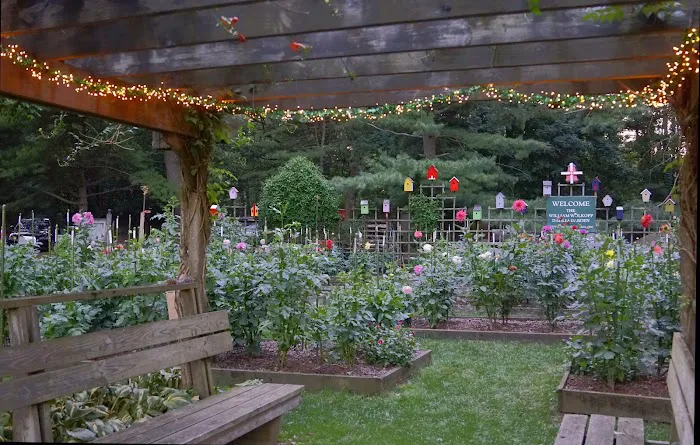 William Wolkoff Dahlia Garden Picture 4