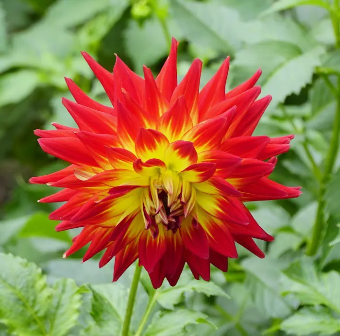 William Wolkoff Dahlia Garden Picture 3