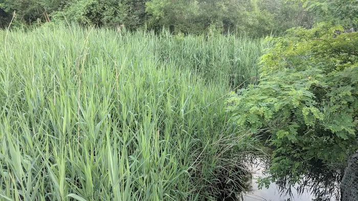 Harrison Pond Park Picture 10