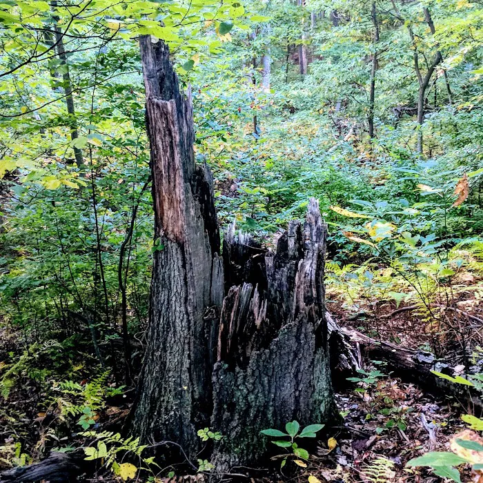 Veteran's Nature Study Area Picture 9