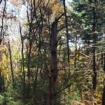 Meadowlark Park