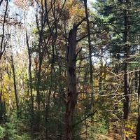 Meadowlark Park ico