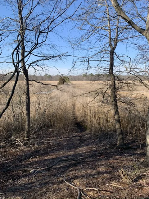 Ludlows Creek State Tidal Wetlands Picture 1
