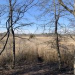 Ludlows Creek State Tidal Wetlands