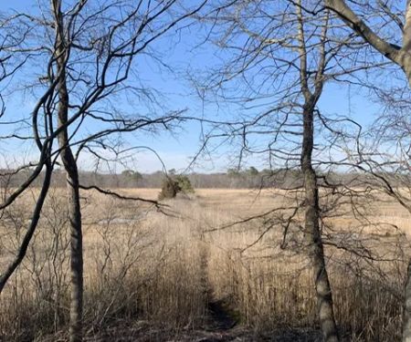 Ludlows Creek State Tidal Wetlands