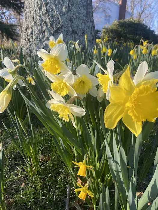 Old Town Blooms Picture 1