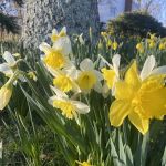 Old Town Blooms