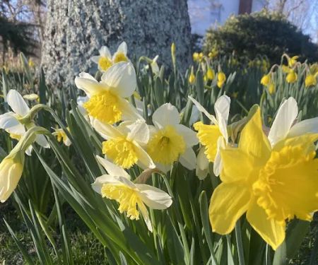 Old Town Blooms
