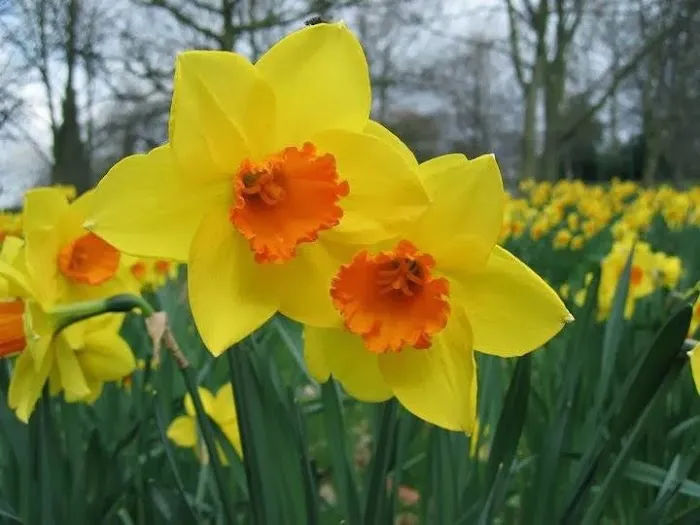 Old Town Blooms Picture 2