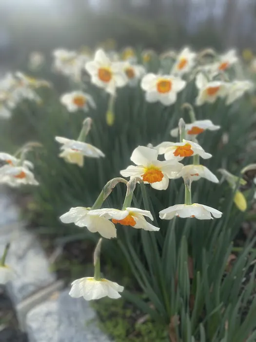 Old Town Blooms Picture 9