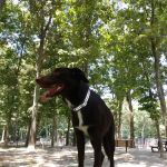 Selden Dog Park