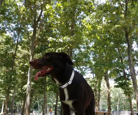 Selden Dog Park