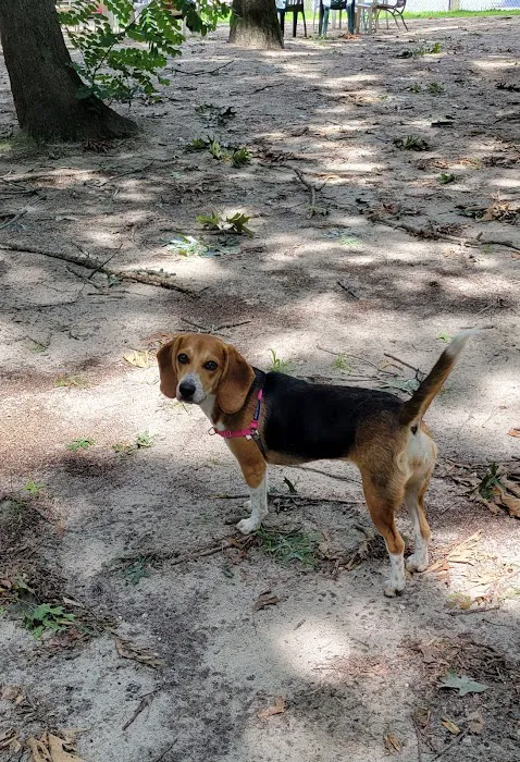 Selden Dog Park Picture 4