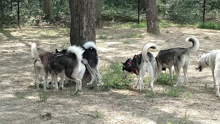 Selden Dog Park Picture 1