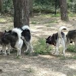 Selden Dog Park