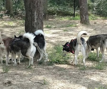 Selden Dog Park