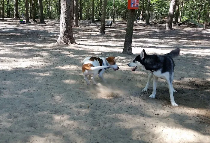 Selden Dog Park Picture 2