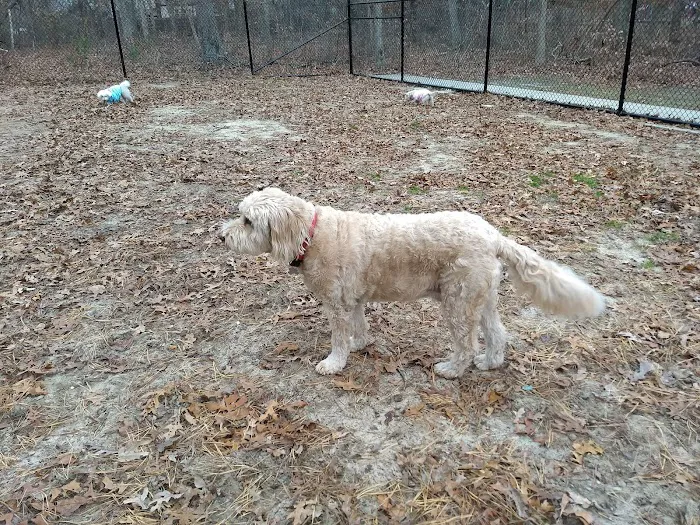 Selden Dog Park Picture 6