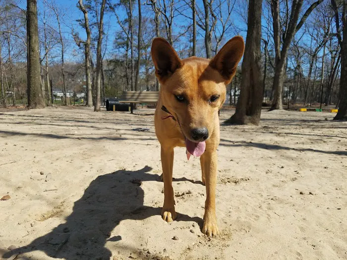 Selden Dog Park Picture 7