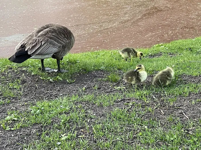 Roth Pond Picture 8